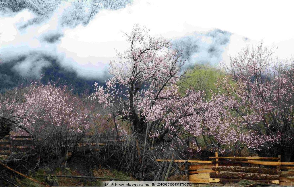 秘境西藏林芝图片,旅游 景观 景象 生物 植物 天