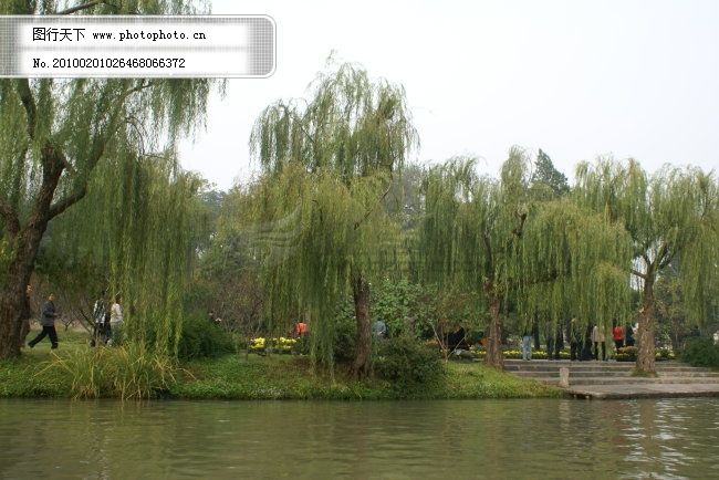 瘦西湖垂柳 瘦西湖垂柳免费下载 杭州美景 图片素材 风景生活旅游餐饮