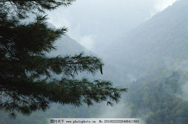 松树 高山 薄雾 松树免费下载 图片素材 风景生活旅游餐饮