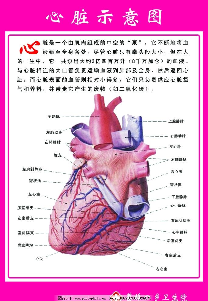 心脏示意图解 心脏示意图 心脏 示意图 解剖图 医院示意图 医院解剖图