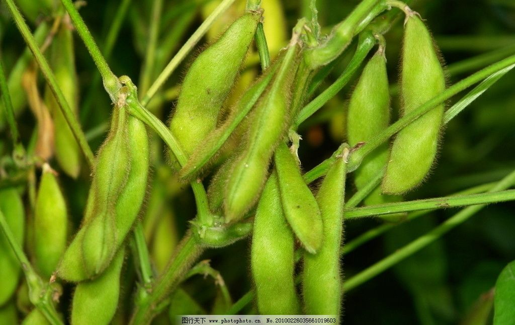 黄豆是什么植物