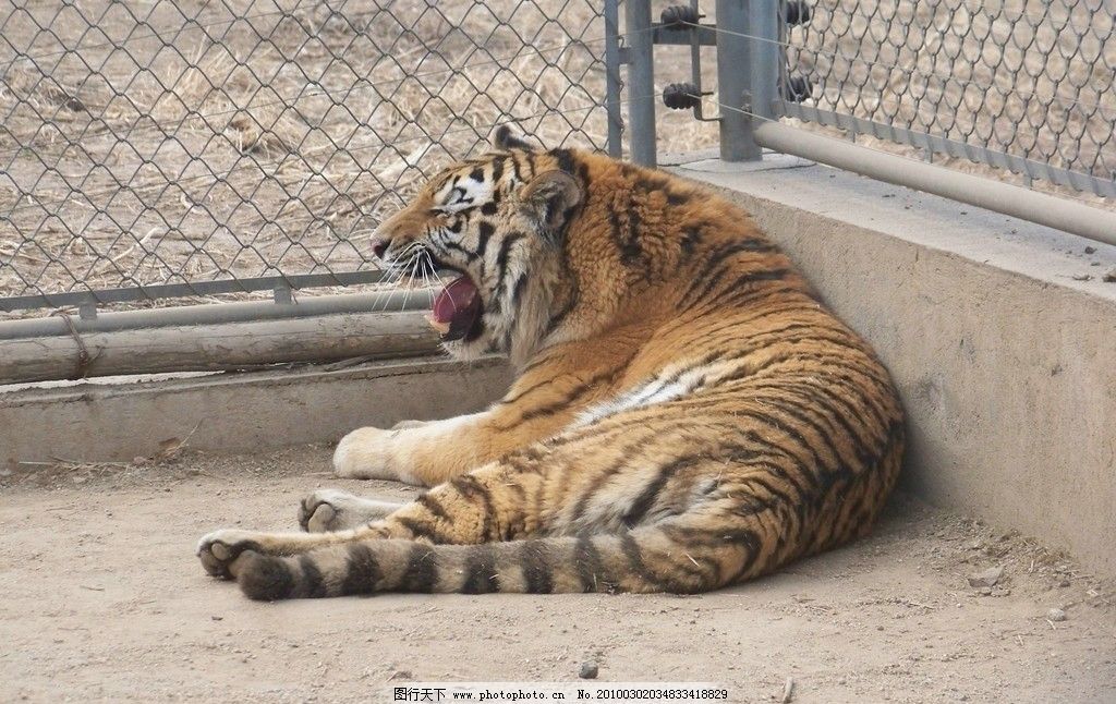 老虎主播自慰福利视频