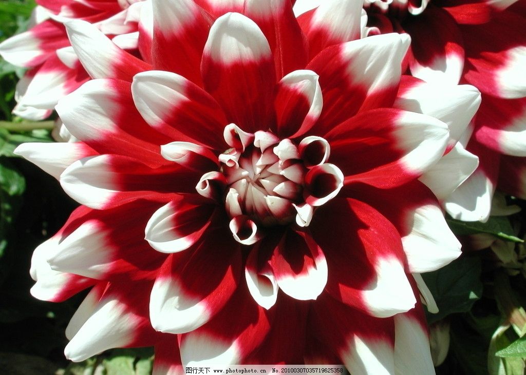 红白西班牙的美丽的花图片