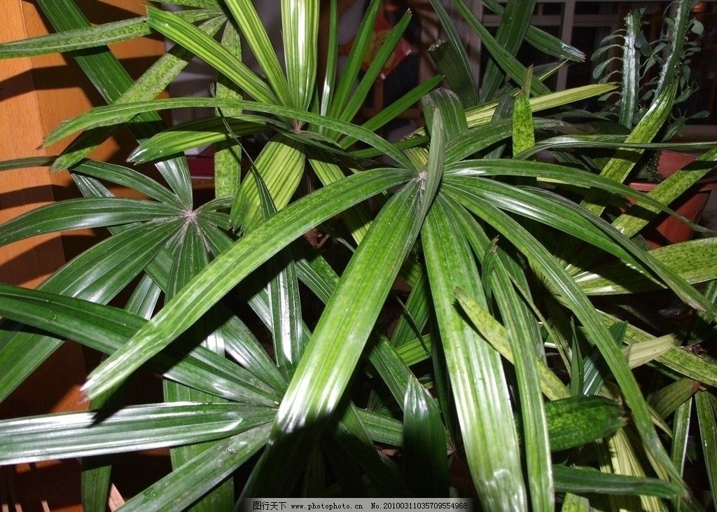 棕竹杆毛笔套装狼羊兼