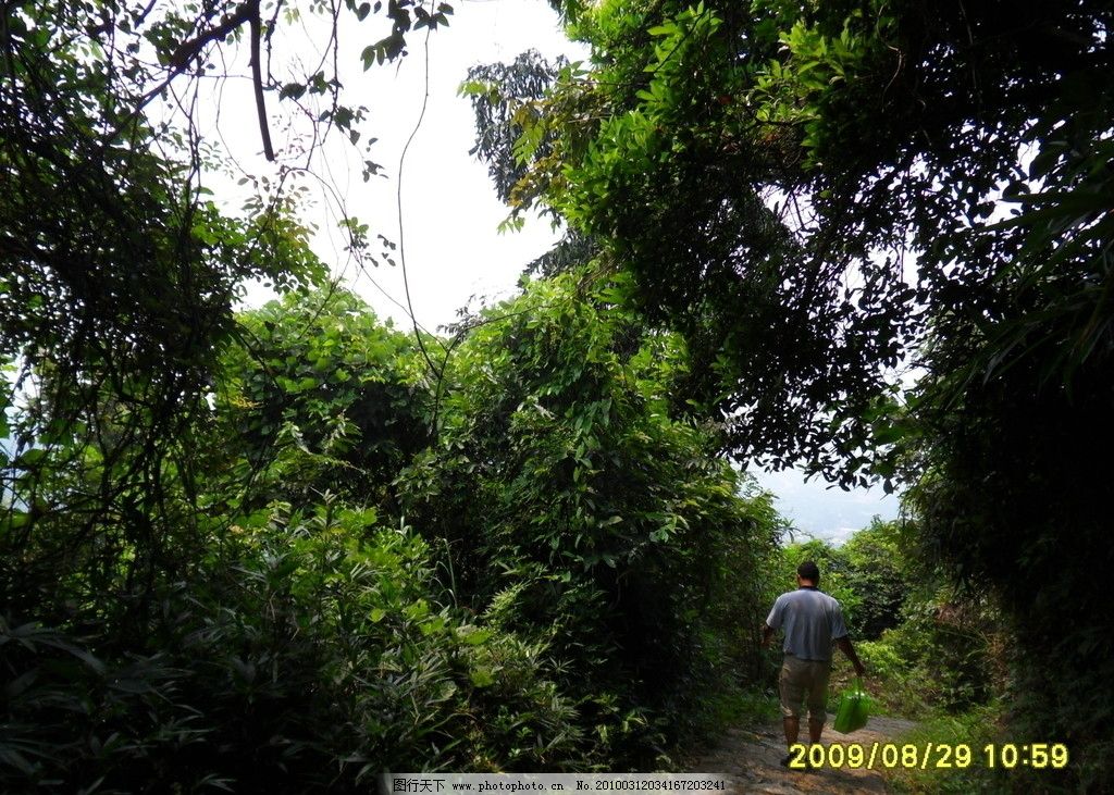 罗浮山路边 古树 石阶 绿叶 小道 罗浮山风景 旅游摄影 摄影