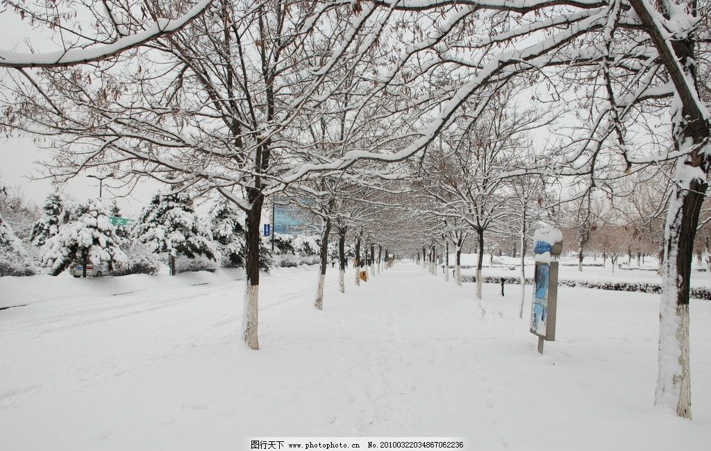 雪景 雪 树 路 自然风景 自然景观 摄影 300dpi jpg