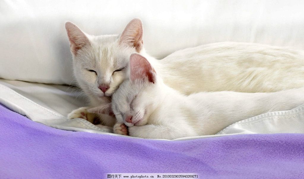 小猫 猫咪写真 小花猫 可爱的小猫 小动物 宠物 动物写真 宠物写真
