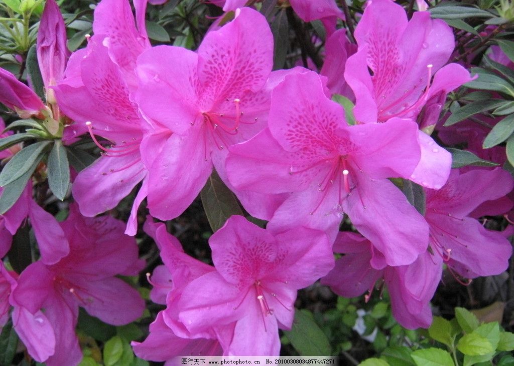 杜鹃花,自然风景,自然景观,摄影,180DPI,JPG